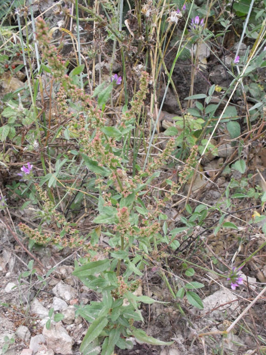 Determinazione Rumex